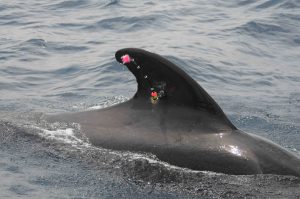 Tagged Pilot Whale - June 07